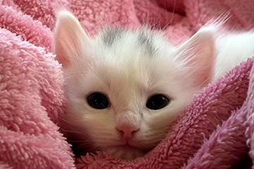 Adoptable Kitten