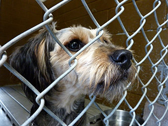 Animal Control | Cheboygan County Humane Society